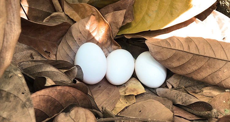 eggs nestled in leaves
