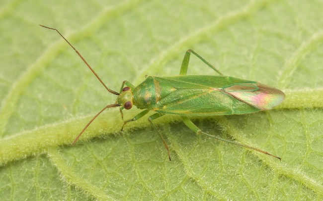 Green Mirid-Bug