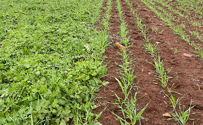 CALLISTO® pre-em herbicide (right), versus a missed strip and subsequent blow-out.